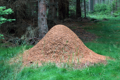 Vivre en société - les fourmis rousses - Structure d'une fourmilière - 3mn 32s